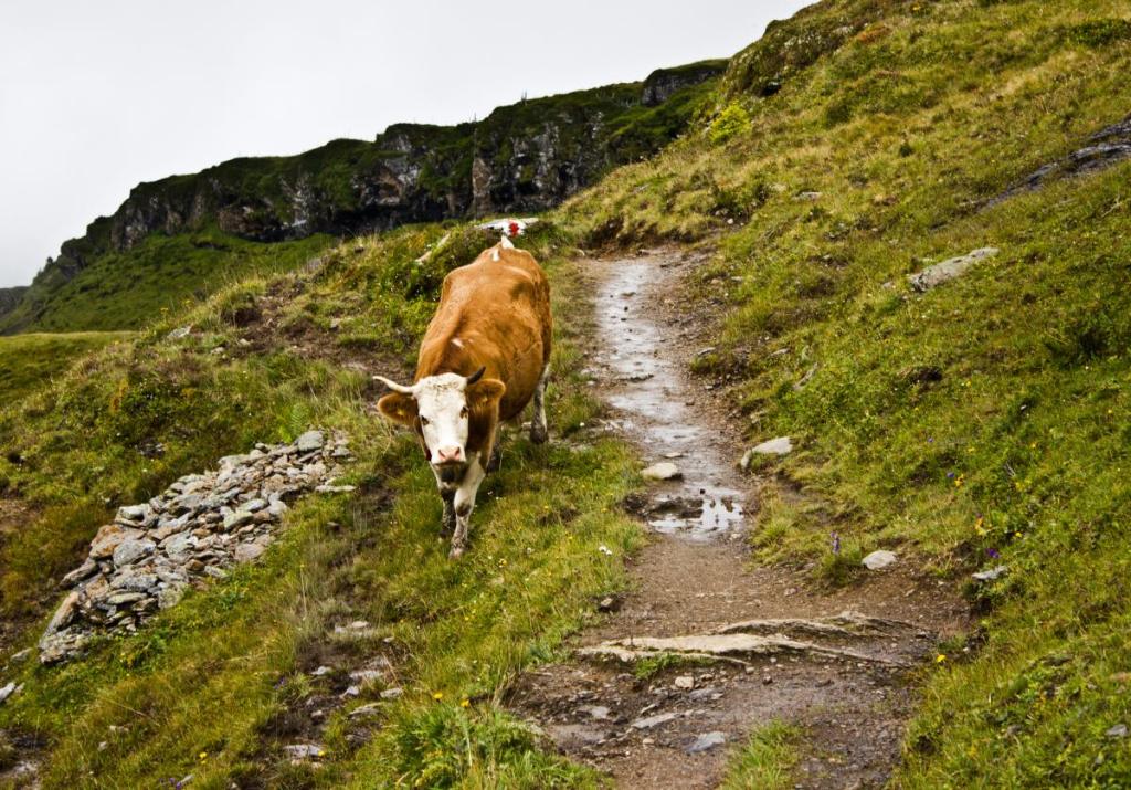 Cow along a hiking trail in Switzerland