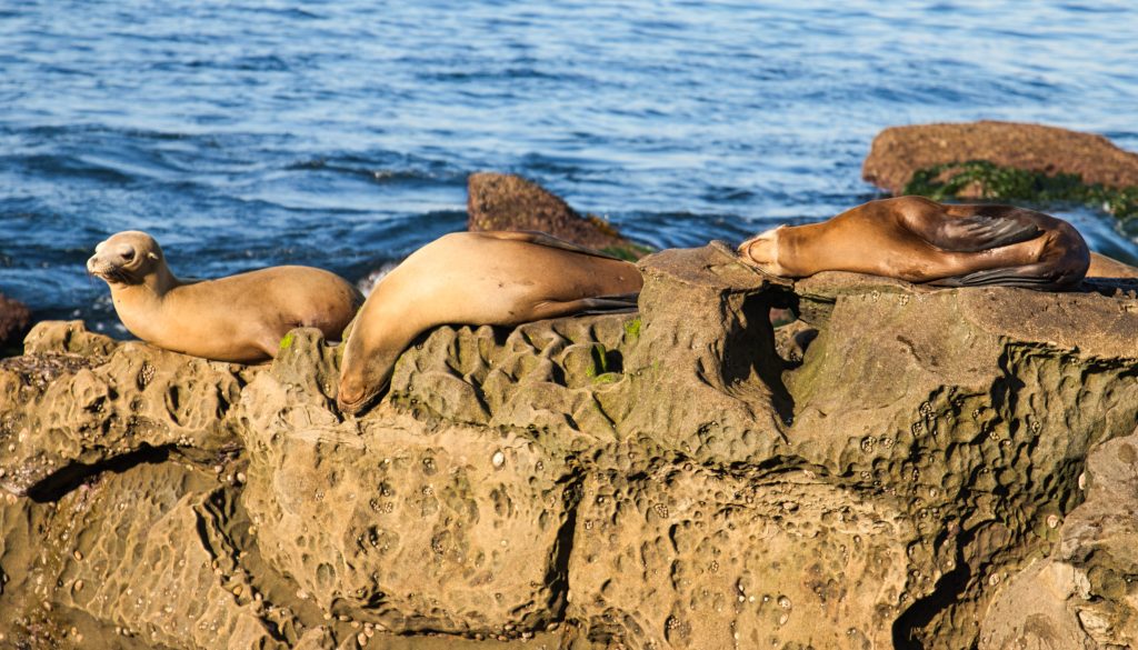 Sea lions basking in the sun